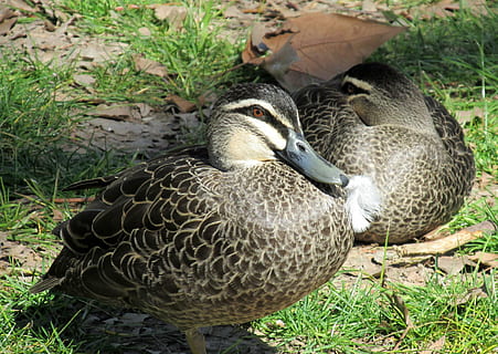 Enten, wild, ausruhen, Vogel, Tierthemen, Wirbeltier, Tierwelt, Tier, Tiere in freier Wildbahn, Land, Feld, Gruppe von Tieren, Pflanze, Natur, Gras, Tag, Ente, Geflügel, keine Leute, Nahansicht, Stockente, draußen, zwei tiere, Schnabel, Tierfamilie, 2K, CC0, gemeinfrei, lizenzfrei
