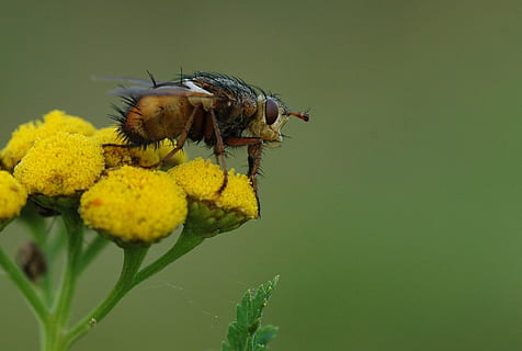 mosca, erro, macro, feio, peludo, flor, amarelo, natureza, fechar-se, tachinidae, inseto, temas animais, animal, planta com flores, animais selvagens, invertebrado, um animal, animais em estado selvagem, plantar, vulnerabilidade, fragilidade, beleza na natureza, cabeça de flor, crescimento, pétala, frescura, ninguém, polinização, ao ar livre, asa animal, 720P, CC0, domínio público, royalty free