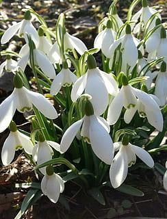 snowdrops, ฤดูใบไม้ผลิ, พื้นป่า, ธรรมชาติ, ปลูก, ใบไม้, ดอกไม้, ไม้ดอก, สีขาว, การเจริญเติบโต, ความงามในธรรมชาติ, ความอ่อนแอ, กลีบดอกไม้, ความบอบบาง, ความสด, ใกล้ชิด, พืชไม้ชนิดหนึ่ง, วัน, ช่อดอก, หัวดอกไม้, ไม่มีคน, ส่วนของพืช, มุ่งเน้นไปที่เบื้องหน้า, กลางแจ้ง, 1080P, CC0, โดเมนสาธารณะ, ค่าลิขสิทธิ์ฟรี