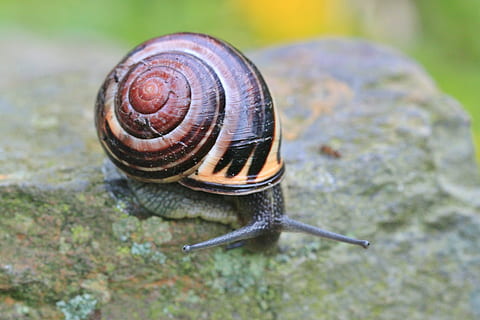 snegl, skal, krybdyr, snegl shell, mollusk, dyr, tæt, natur, langsomt, dyr verden, land snegle, fauna, boliger, sonde, øjne, kravle, dyreliv, dyre temaer, havsnegle, et dyr, dyr i naturen, hvirvelløse, dyreskal, tæt på, ingen mennesker, kedsomhed, dyr kropsdel, dag, spiralformet, fokus på forgrunden, dyr antenne, udendørs, 4K, CC0, offentligt domæne, royaltyfrie