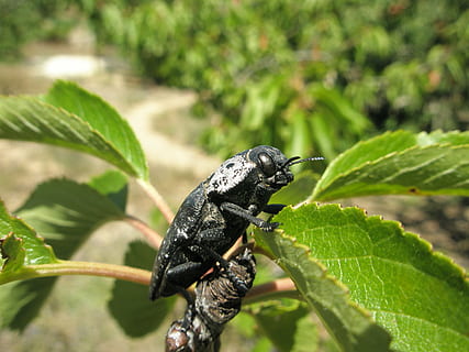 insetto, scarafaggio, coleottero nero, foglia, parte vegetale, animale, temi animali, fauna selvatica, un animale, animali allo stato selvatico, colore verde, invertebrato, natura, colore nero, pianta, nessuno, avvicinamento, concentrarsi sulle conoscenze acquisite, giorno, crescita, all'aperto, le foglie, 2K, CC0, dominio pubblico, privo di copyright