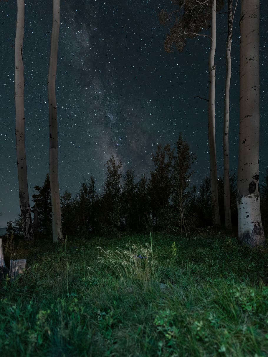 verde, erbe, alberi, grigio, cielo, pieno, stelle, notte, notte stellata, albero, foresta, erba, abbaiare, ramo, buio, Fumo, nube, via Lattea, luce, pianta, stella - spazio, bellezza nella natura, natura, campo, terra, crescita, la tranquillità, scenics - natura, scena tranquilla, nessuno, spazio, stella, astronomia, campo stellare, paesaggio, all'aperto, 5K