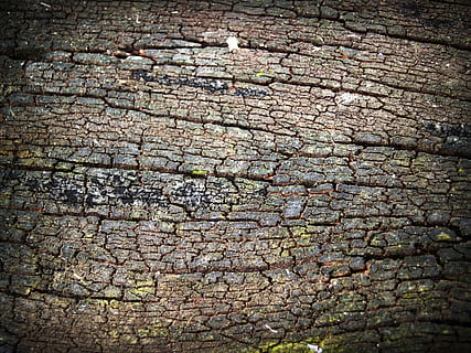 escorça, arbre, fusta, pi, fons, resum, pell, pissarra, superfície, primer pla, aspre, natural, marró, podrit, línia, història, corroït, corrosió, vell, tauler, macro, protecció, detallat, envelliment, paret, temps, graner, bosc, textura, disseny, planta, tronc, antiguitat, silvicultura, grunge, traçat, accidentat, naturalesa, medi ambient, detall, patró, resistent, fusteria, sec, material, esquerdat, marc complet, cap gent, dia, patró natural, a l'aire lliure, maó, vista d’angle alt, efecte texturat, 2K, CC0, domini públic, lliure de regalies
