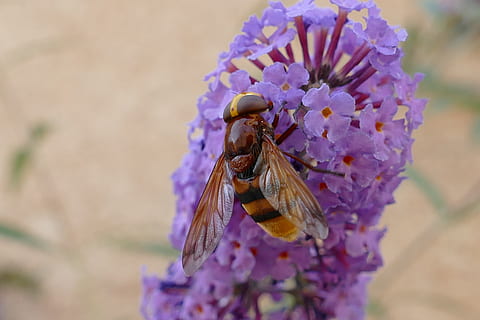 ape, insetto, nettare, miele, fiore, flora, impollinare, fertilizzare, natura, giardino, viola, macro, pianta fiorita, invertebrato, pianta, bellezza nella natura, petalo, temi animali, avvicinamento, un animale, animale, fauna selvatica, animali allo stato selvatico, testa di fiore, freschezza, vulnerabilità, fragilità, concentrarsi sulle conoscenze acquisite, impollinazione, nessuno, all'aperto, ala animale, polline, 5K, CC0, dominio pubblico, privo di copyright