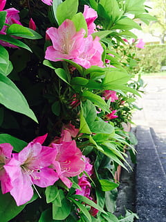 jardí, azalea, primavera, creixement, planta, bellesa a la natura, planta amb flors, flor, color rosa, part de la planta, full, frescor, pètal, primer pla, fragilitat, vulnerabilitat, naturalesa, dia, color verd, cap gent, inflorescència, cap de flor, a l'aire lliure, rosada, 2K, CC0, domini públic, lliure de regalies
