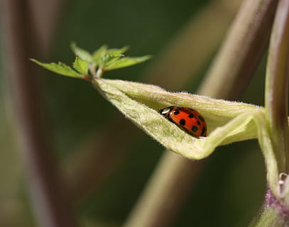 scarafaggio, foglia, rosso, insetto, portafortuna, punti, macro, coccinella siebenpunkt, temi animali, invertebrato, animale, un animale, fauna selvatica, coccinella, animali allo stato selvatico, avvicinamento, pianta, parte vegetale, nessuno, giorno, natura, macchiato, messa a fuoco selettiva, concentrarsi sulle conoscenze acquisite, all'aperto, 2K, CC0, dominio pubblico, privo di copyright