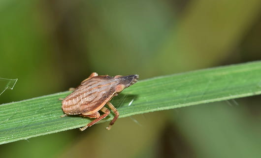 puricele de frunze, lăcusta, nimfă, insectă, insectă mică, minuscul, insectoidă, iarbă, creatură, animal, natură, animale sălbatice, faună, biologie, entomologie, artropod, plantieră dictiofaridă, rhynchomitra lingula, animale tematice, un animal, nevertebrat, frunze, parte a plantelor, animale în sălbăticie, Culoarea verde, plantă, a închide, să se concentreze asupra primelor elemente, zi, lăcustă, nici o persoana, în aer liber, zoologie, partea corpului animalului, 2K, CC0, domeniu public, fără drepturi de autor
