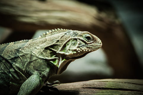 valikoiva, keskittyä valokuvaukseen, vihreä, iguana, matala, parrakas, lohikäärme, parrakas lohikäärme, lisko, matelija, eläin, luonto, villieläimet, lähikuva, eläinten villieläimet, yksi eläin, eläimiä, eläinten teemoja, selkärankainen, keskittyä etualalle, eläimen kehon osa, ei ihmisiä, eläimen pää, päivä, sivukuva, näköinen, ulkona, puu - materiaali, eläinten mittakaavassa, 4K, CC0, public domain, rojaltivapaa