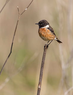 Černá, hnědý, pták prohlížení, šedá, větev stromu, pták, ave, peří, zklamat, stonechat, ptáků, zvířat, křídla, strom, jednoho zvířete, zvířata ve volné přírodě, prohlížení, zvíře, pěvec, větev, den, obratlovců, zaměřit se na popředí, nikdo, detail, Příroda, rostlina, venku, větvička, plná délka, hůl - rostlina část, 4K, CC0, veřejná doména, bez autorských práv