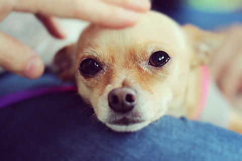 rusketus, sileä, chihuahuan koira, koira, lemmikit, eläin, pieni, söpö, chihuahua - koira, pentu, koiran-, eläimet ja lemmikkieläimet, lähikuva, lapsi, koirat, puhdasrotuinen koira, nuori eläin, värikuva, katsot kameraa, yksi eläin, muotokuva, ihmiskehon osa, kotimainen, Kotieläimet, nisäkäs, lapikoira, ihmisen käsi, keskittyä etualalle, ihmiset, käsi, lemmikkieläinten omistaja, viattomuus, 1080P, CC0, public domain, rojaltivapaa