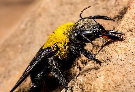 insecte, escarabat, volar, Whopper, tancar, fauna animal, animal, temes d'animals, invertebrat, animals a la natura, un animal, primer pla, naturalesa, color negre, cap gent, abella, centrar-se en primer pla, dia, a l'aire lliure, part del cos dels animals, groc, ala dels animals, zoologia, longitud completa, 4K, CC0, domini públic, lliure de regalies