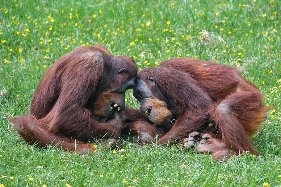 dos, ximpanzé, jugant, herba, orangutan, mico, roux, jugar, primat, pongo, animal, pelut, homínid, mamífer, grup d’animals, temes d'animals, fauna animal, planta, naturalesa, dos animals, animal jove, unió, camp, terra, vertebrats, cap gent, animals a la natura, família d’animals, a l'aire lliure, cura, 5K
