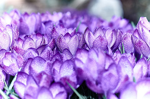 fält, lila, krokusblommor, blomma, krokus, vår, vårblomma, violett, tidig bloomer, natur, blomma havet, trädgård, vårkrokus, stänga, vårväckning, växt, frühlingsanfang, närbild, friskhet, mat och dryck, mat, selektiv fokusering, blommande växt, äta nyttigt, vegetabiliska, skönhet i naturen, inget folk, tillväxt, välbefinnande, utomhus, dag, stor grupp av objekt, överflöd, 5K, CC0, offentligt domän, royaltyfria