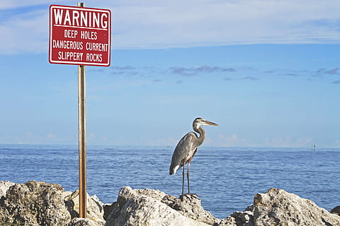 beach, bird, heron, ocean, outdoors, rocks, sea, seabird, sign, signage, warning, warning sign, water, animal wildlife, vertebrate, animal, animals in the wild, animal themes, communication, text, solid, nature, one animal, rock, rock - object, no people, sky, western script, horizon over water, 5K