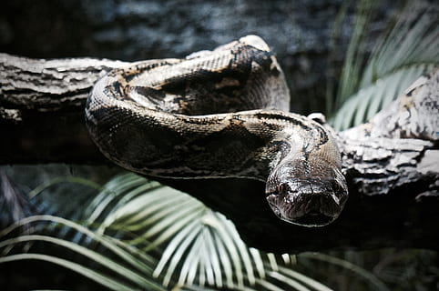 serp, python, constrictor, rèptil, verd, terrari, animal, criatura, escala, boa, un animal, temes d'animals, fauna animal, animals a la natura, vertebrats, cap gent, part del cos dels animals, centrar-se en primer pla, arbre, dia, mamífer, naturalesa, primer pla, a l'aire lliure, aigua, zoo, animals en captivitat, retrat, cap d’animals, boca oberta, boca d’animals, 4K, CC0, domini públic, lliure de regalies