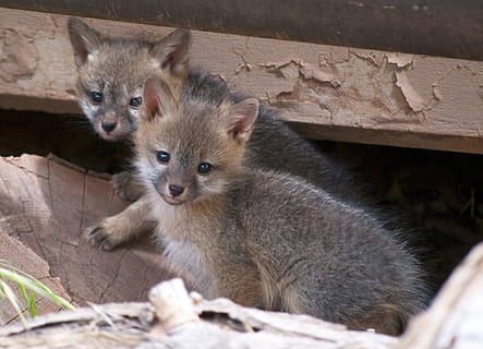 dos, animals marrons i grisos, durant el dia, kits de guineu gris, jove, nadons, predadors, vida salvatge, naturalesa, retrat, animal, bonic, mamífer, temes d'animals, fauna animal, grup d’animals, vertebrats, animals a la natura, cap gent, dos animals, animal jove, mirant la càmera, primer pla, rosegador, dia, material de fusta, a l'aire lliure, bigotis, família d’animals, 1080P, CC0, domini públic, lliure de regalies