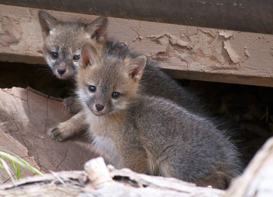 dos, animals marrons i grisos, durant el dia, kits de guineu gris, jove, nadons, predadors, vida salvatge, naturalesa, retrat, animal, bonic, mamífer, temes d'animals, fauna animal, grup d’animals, vertebrats, animals a la natura, cap gent, dos animals, animal jove, mirant la càmera, primer pla, rosegador, dia, material de fusta, a l'aire lliure, bigotis, família d’animals, 1080P