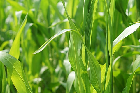 Kornfeld, Mais, Feld, Landschaft, Landwirtschaft, Acker-, Maiskolben, Maispflanzen, Pflanze, Natur, Ernte, Grün, Anbau, Getreide, Serie, Blätter, Futtermais, Sommer-, Tierfutter, Blatt, Sonne, Lebensmittel, Wachstum, grüne Farbe, Schönheit in der Natur, Pflanzenteil, Nahansicht, Land, Getreidepflanze, keine Leute, Tag, Fokus auf den Vordergrund, Frische, Gras, draußen, Grashalm, 5K, CC0, gemeinfrei, lizenzfrei