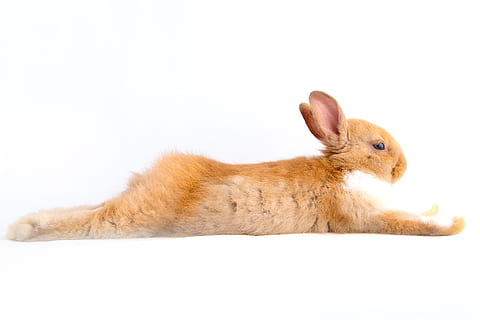 marró, blanc, conill, estirat, superfície, llebre, Pasqua, futrzaty, rosegador, petit, dolç, feliç, amable, sobre un fons blanc, bonic, orelles, animal, divertit, diversió, vacances, jove, petita preciosa, guai, pell, esponjós, saltar, mascotes, conill - animal, mamífer, animals domèstics, animal jove, un animal, temes d'animals, fons blanc, tir de l'estudi, a l'interior, nacional, vertebrats, vista lateral, fauna animal, cap gent, tallar, primer pla, part del cos dels animals, còpia espai, vista del perfil, herbívors, 2K, CC0, domini públic, lliure de regalies
