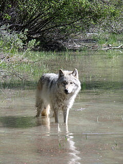 grigio, lupo, acqua, animale, cacciatore, predatore, natura, canis lupis, un animale, temi animali, mammifero, animali allo stato selvatico, fauna selvatica, albero, nessuno, vertebrato, pianta, giorno, lago, cane, canino, domestico, animali domestici, all'aperto, 4K, CC0, dominio pubblico, privo di copyright