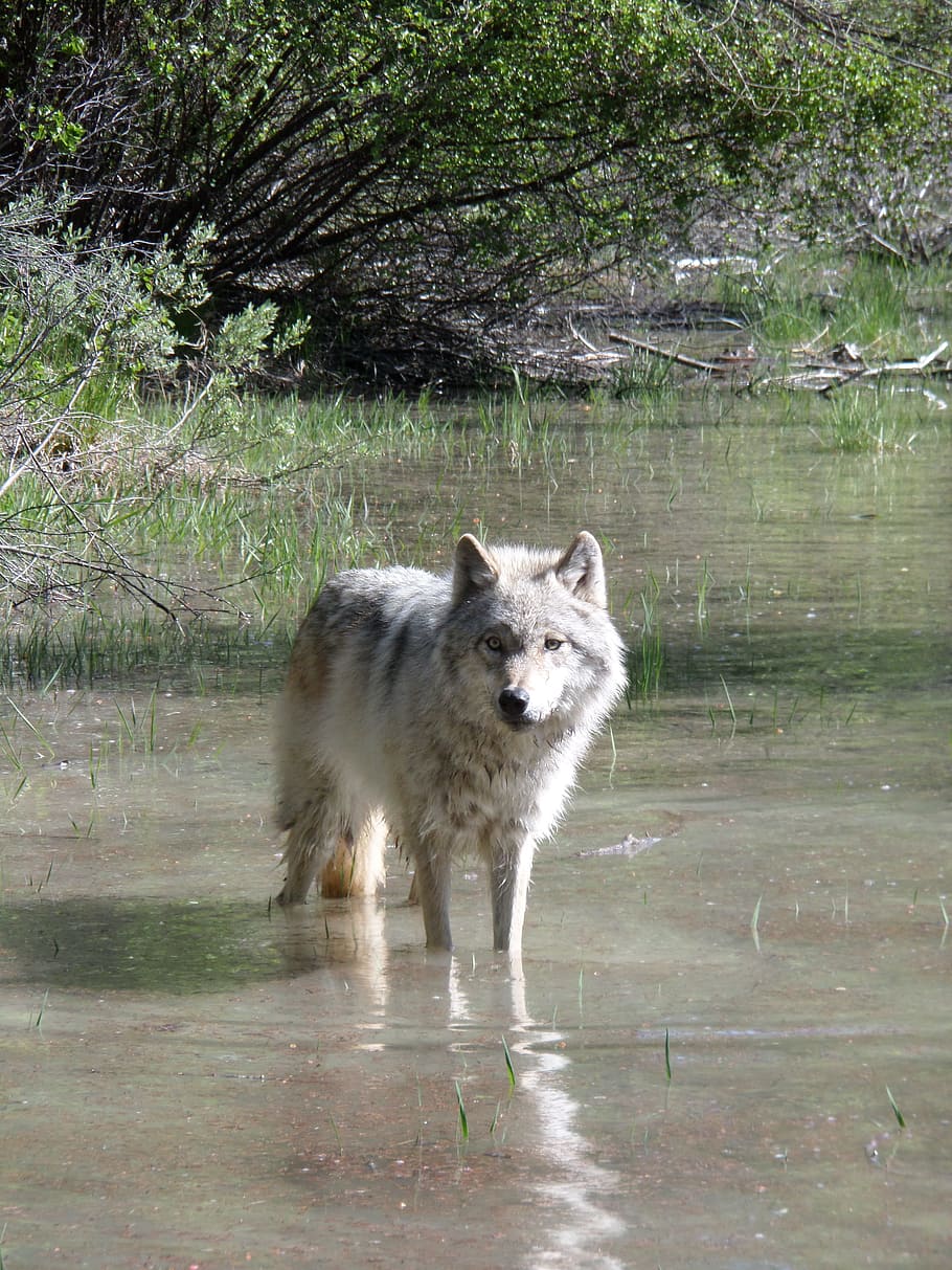 grigio, lupo, acqua, animale, cacciatore, predatore, natura, canis lupis, un animale, temi animali, mammifero, animali allo stato selvatico, fauna selvatica, albero, nessuno, vertebrato, pianta, giorno, lago, cane, canino, domestico, animali domestici, all'aperto, 4K