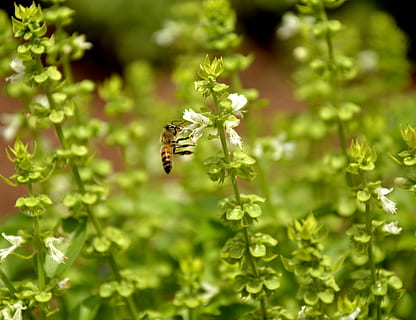 Biene, Natur, Basilikum, Makro, Frühling, Garten, Umgebung, wunderschönen, Pflanze, Bestäubung, Hundebiene, Honig, Landschaft, Grün, Imkerei, Insekt, Blumen, zarte Blumen, Tier, Tierthemen, wirbellos, Tiere in freier Wildbahn, ein Tier, Tierwelt, Schönheit in der Natur, Blume, blühende Pflanze, Nahansicht, Frische, Zerbrechlichkeit, Wachstum, grüne Farbe, keine Leute, Verletzlichkeit, Blütenkopf, draußen, 4K, CC0, gemeinfrei, lizenzfrei