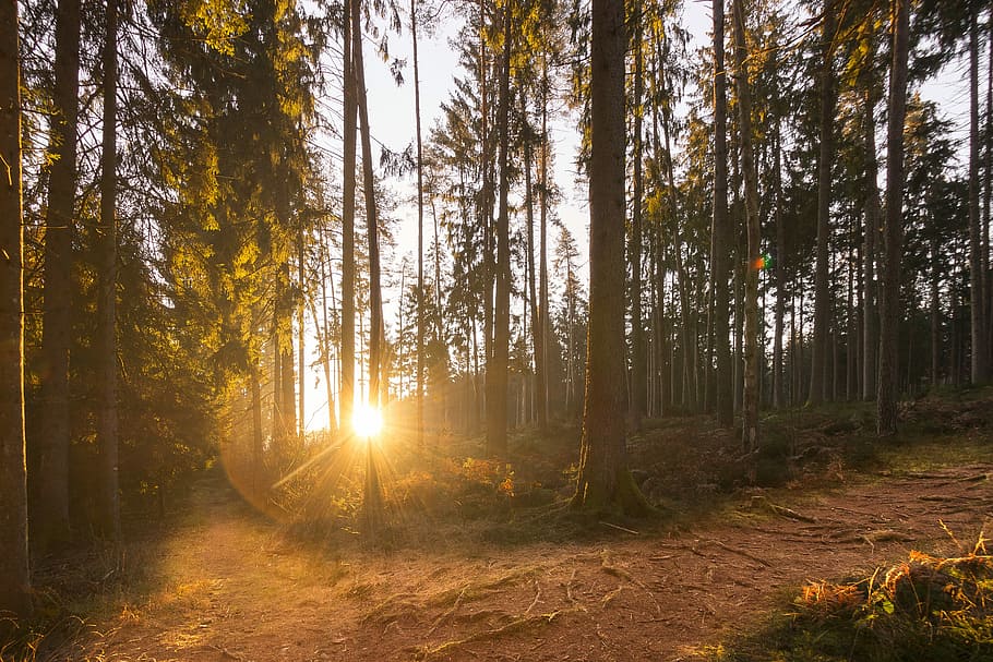 sollys gennem træer, Skov, skove, lys, sollys, humør, lysstråle, Morgenstimmung, landskab, træer, natur, mystisk, plante, stille, sol, skov stemning, solopgang, morgen, morgensol, hvile, smuk, atmosfære, træ, jord, skønhed i naturen, ro, solstråle, træstamme, rolig scene, bagagerum, ikke-urbane scene, scenics - natur, himmel, baggrundsbelyst, linseflare, ingen mennesker, udendørs, nåletræ, streaming, fyrreskov, fyrretræ, 5K