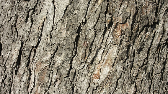 bark, ridge, tree bark, pattern, texture, rauh, nature, chestnut tree, tree, plant, backgrounds, wood - Material, brown, tree Trunk, close-up, forest, textured, rough, material, full frame, trunk, no people, day, weathered, plant bark, cracked, outdoors, textured effect, natural pattern, 4K, CC0, public domain, royalty free