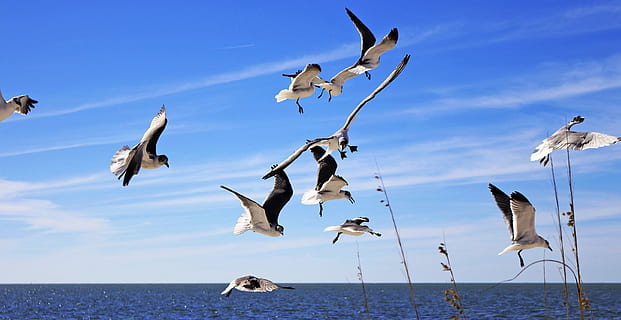 ramat, blanc, ocells, cel, gavines, volant, aus aquàtiques, platges de tampa, ocell, animals a la natura, fauna animal, animal, temes d'animals, grup d’animals, vertebrats, gran grup d’animals, aigua, ramat d’ocells, mar, ales separades, núvol - cel, cap gent, naturalesa, blau, horitzó sobre l’aigua, gavina, 2K, CC0, domini públic, lliure de regalies