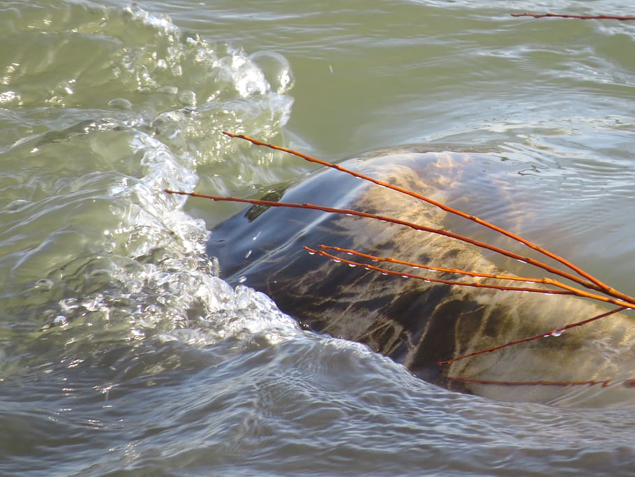 râu, apă, val, bancă, Rinul, Koln, peşte, zi, în aer liber, nici o persoana, fructe de mare, mare, malul mării, natură, mişcare, vedere în unghi mare, înot, animale sălbatice, animal, animale vertebrate, frumusețe în natură, animale în sălbăticie, a închide, marin, 4K