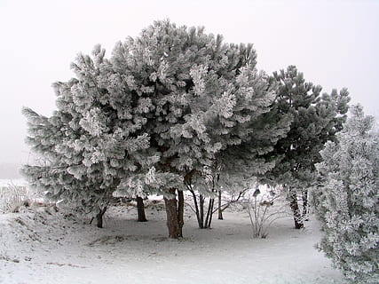 copaci, acoperit, zăpezi, copac, iarnă, gheaţă, de iarnă, pin, plantă, temperatura rece, zăpadă, teren, creştere, natură, frumusețe în natură, nici o persoana, îngheţat, culoare alba, camp, liniște, o scenă liniștită, zi, prospeţime, în aer liber, mediu inconjurator, ninsorile, 2K, CC0, domeniu public, fără drepturi de autor