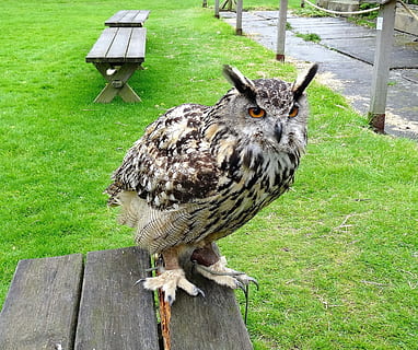 eagle ugle, eurasiske, fugl, dyreliv, ugle, bytte, dyr, ørn, natur, næb, natlig, rovdyr, fjer, falkejagt, stor, øjne, fjerdragt, eagle-owl, udendørs, raptor, et dyr, dyre temaer, dyr i naturen, træ - materiale, græs, hvirveldyr, plante, dag, grøn farve, ingen mennesker, sæde, perching, bænk, portræt, Mark, 2K, CC0, offentligt domæne, royaltyfrie