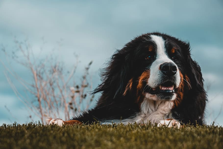 voksen, større, swiss mountain dog, at lyve, grøn, græs, blå, himmel, dagtimerne, bernese bjerghund, græsfelt, hund, træ, Sky, kæledyr, ven, loyal, værge, hundehvalp, vind, lykkelig, et dyr, hunde, dyre temaer, indenlandske, husdyr, pattedyr, dyr, selektiv fokusering, ingen mennesker, natur, hvirveldyr, lempelse, dag, plante, leder, Mark, kigger væk, udendørs, 5K