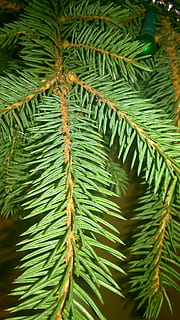 grantre, vinter, nåler, natur, gran, tre, nål, kvist, nærbilde, utsikt, grønn farge, blad, furutre, dag, plante del, anlegg, vekst, skjønnhet i naturen, ingen folk, gren, nål - plantedel, grønn, utendørs, bakgrunn, fokusere på forgrunnen, full ramme, juletre, nåletre, gran tre, blader, palmblad, 2K, CC0, offentlig domene, opphavsrett gratis