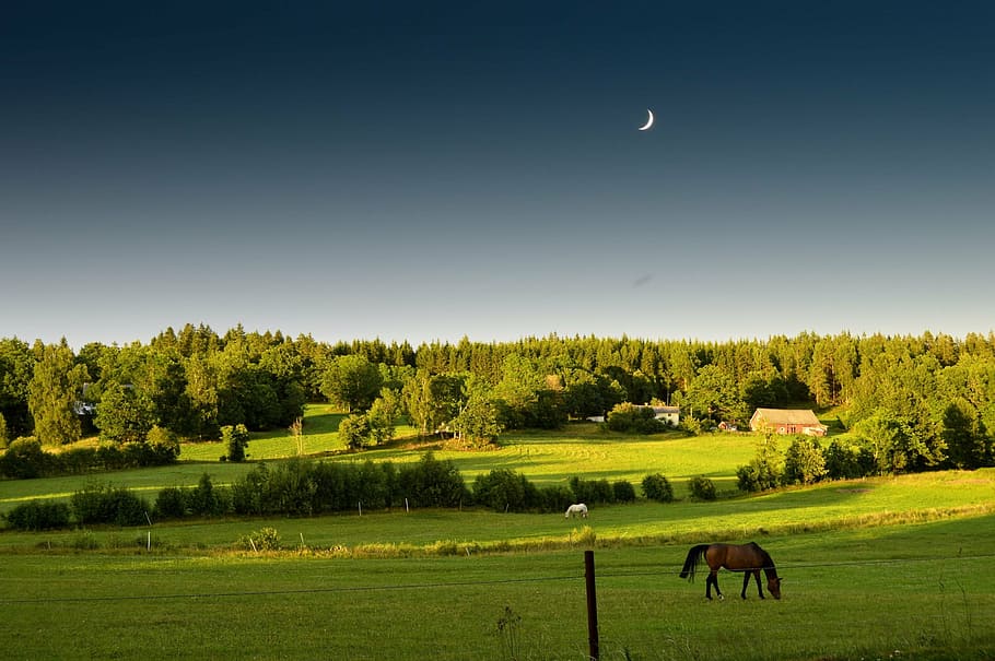 Brun, hest, spise, græs, Mark, træer, blå, himmel, sommer, solnedgang, måne, Skov, træ, grøn, smuk, landskaber, aften, smukt, natur, seng, aften sol, landskab, landbrug, dyre temaer, scenics, rolig scene, plante, pattedyr, dyr, jord, husdyr, miljø, ingen mennesker, grøn farve, almindeligt, skønhed i naturen, indenlandske, udendørs, 2K