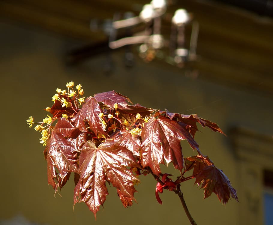 primavera, lipník, maple, full, tardor, naturalesa, primer pla, flor, fragilitat, cap gent, centrar-se en primer pla, planta, vulnerabilitat, part de la planta, bellesa a la natura, planta amb flors, sec, dia, a l'aire lliure, penjant, vista d’angle baix, il·luminat, pètal, tija de la planta, Planta esvaïda, fulles, sostre, 2K