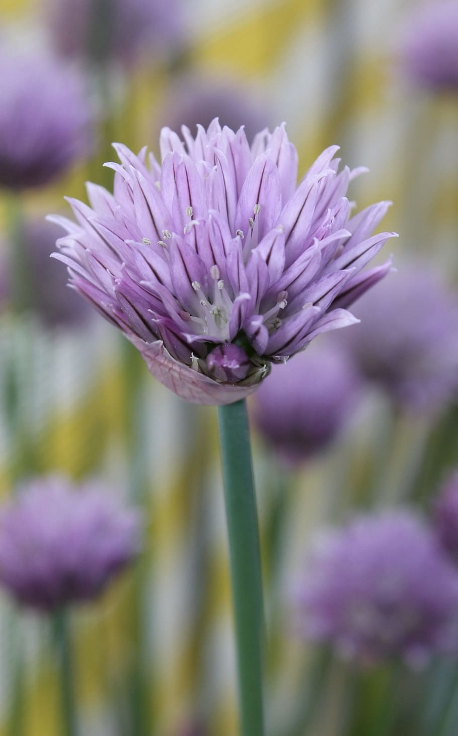 cebollí, primavera, porpra, flor, planta amb flors, vulnerabilitat, fragilitat, planta, bellesa a la natura, primer pla, frescor, creixement, pètal, centrar-se en primer pla, inflorescència, cap de flor, naturalesa, cap gent, dia, color rosa, tija de la planta, a l'aire lliure, 1080P