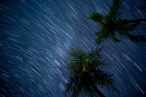 fotografia temporizată, ploaia de meteoriți, scăzut, unghi de fotografiere, palmieri, stele, timelapse fotografie, stea, copac, noapte, mişcare, circulaţie, stea - spațiu, astronomie, spaţiu, palmier, plantă, climat tropical, cer, natură, expunere lungă, stele traseu, scenice - natura, frumusețe în natură, galaxie, nici o persoana, liniște, o scenă liniștită, în aer liber, palmier de cocos, frunza de palmier, calea Lactee, imediat mai jos, 5K, CC0, domeniu public, fără drepturi de autor