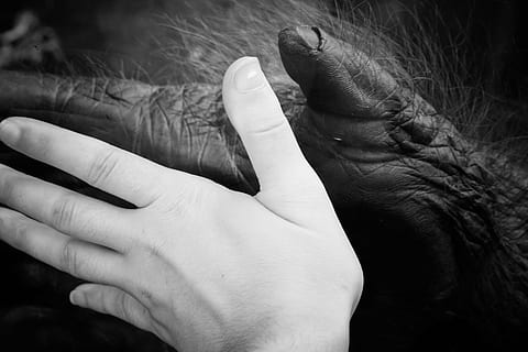person hånd, dyr, abe, human, hænder, Zoo, gorilla, nuttet, primat, natur, jungle, sort og hvid, chimpanse, vild, pattedyr, trist, hånd, menneskelig kropsdel, kun voksne, voksen, en person, mennesker, menneskelig hånd, kun kvinder, kun en kvinde, indendørs, tæt på, kropsdel, finger, menneskelig finger, rigtige mennesker, uigenkendelig person, emotion, Kvinder, rørende, positive følelser, livsstil, rynket, sorg, depression - sorg, menneskehår, menneskelig lem, menneskeligt ansigt, 5K, CC0, offentligt domæne, royaltyfrie