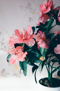 Plastikblumen, Natur, Objekte, Blume, Pflanze, pinke Farbe, Dekoration, Blütenkopf, Strauß, Blütenblatt, Vase, Schönheit in der Natur, Nahansicht, Frühling, Blatt, blühen, Zerbrechlichkeit, Rose, blühende Pflanze, Frische, Verletzlichkeit, drinnen, keine Leute, Blütenstand, Pflanzenteil, Wachstum, Blumenschmuck, Blumenstrauß, 5K, CC0, gemeinfrei, lizenzfrei