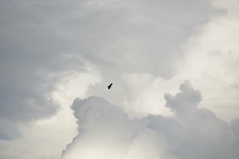 sky, fly, hawk, cloud - sky, animal, animal themes, low angle view, one animal, bird, vertebrate, flying, animals in the wild, animal wildlife, beauty in nature, nature, scenics - nature, tranquility, no people, tranquil scene, silhouette, day, mid-air, outdoors, 5K, CC0, public domain, royalty free