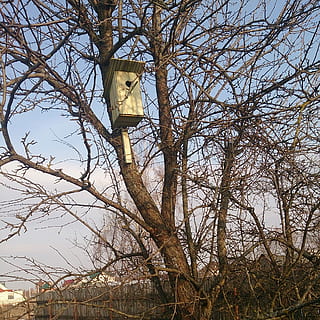 spring, birdhouse, tree, bare tree, low angle view, plant, no people, nature, branch, sky, day, built structure, architecture, lighting equipment, outdoors, building exterior, building, street light, clear sky, tower, religion, electric lamp, 1080P, CC0, public domain, royalty free