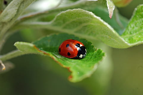 lieveheersbeestje, natuur, points, insect, blad, geluk, ongewerveld, kever, dierlijke thema's, dier, deel van de plant, dierenleven, dieren in het wild, één dier, groene kleur, fabriek, detailopname, geen mensen, rood, gevlekt, buitenshuis, dag, klein, 2K, CC0, publiek domein, royaltyvrij