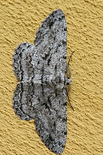 Tapete, natürlich, nah dran, Muster, Schmetterling, keine Leute, Nahansicht, Gelb, Tier, Tierthemen, Tag, drinnen, Kunst, texturiert, Holz - Material, High Angle View, Natur, Kunst und Handwerk, ein Tier, Tierwelt, Insekt, Tierkörperteil, Tiere in freier Wildbahn, 5K, CC0, gemeinfrei, lizenzfrei