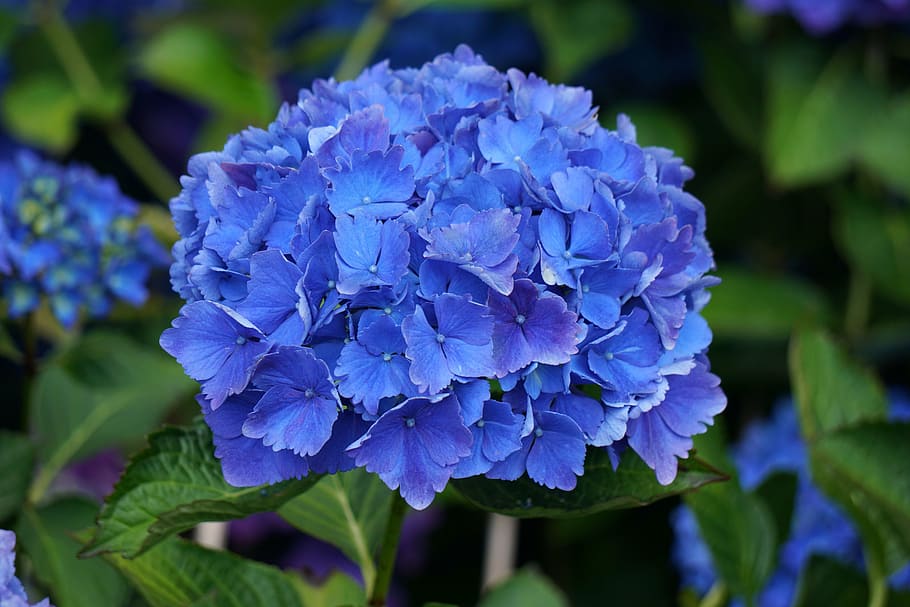 blomst, hortensia, blå, flora, botanik, blomstring, have, blomstrende plante, plante, skønhed i naturen, tæt på, friskhed, kronblad, skrøbelighed, sårbarhed, lilla, blomsterstand, natur, blomsterhoved, vækst, fokus på forgrunden, dag, blad, plante del, ingen mennesker, flok blomster, udendørs, forår, blødhed, 5K