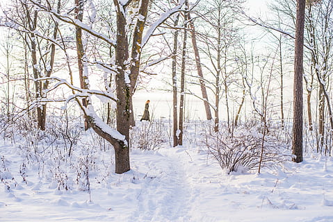 Brun, bar, træer, omgivet, sne, dagtimerne, gå, vinter, kold, natur, kvinde, pige, udendørs, eventyr, landskab, kvinde går, kold temperatur, træ, rolig scene, vejr, bare træ, Skov, Frosset, jord, plante, ro, skønhed i naturen, scenics - natur, hvid farve, ikke-urbane scene, afdeling, ingen mennesker, dækker, sner, 5K, CC0, offentligt domæne, royaltyfrie