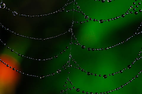 pavoučí síť, bokeh, rosa, web, Příroda, pavouk, hmyz, pavučina, vzor, síť, makro, přírodní, zelená, venkovní, pavoukovec, pokles, volně žijících živočichů, les, past, voda, hedvábí, divoký, životní prostředí, design, vlákno, spojení, zvíře, textura, barva, zelená barva, detail, nikdo, šperky, náhrdelník, dekorace, pozadí, celý rám, studio shot, uvnitř, zaměřit se na popředí, den, černé pozadí, 5K, CC0, veřejná doména, bez autorských práv