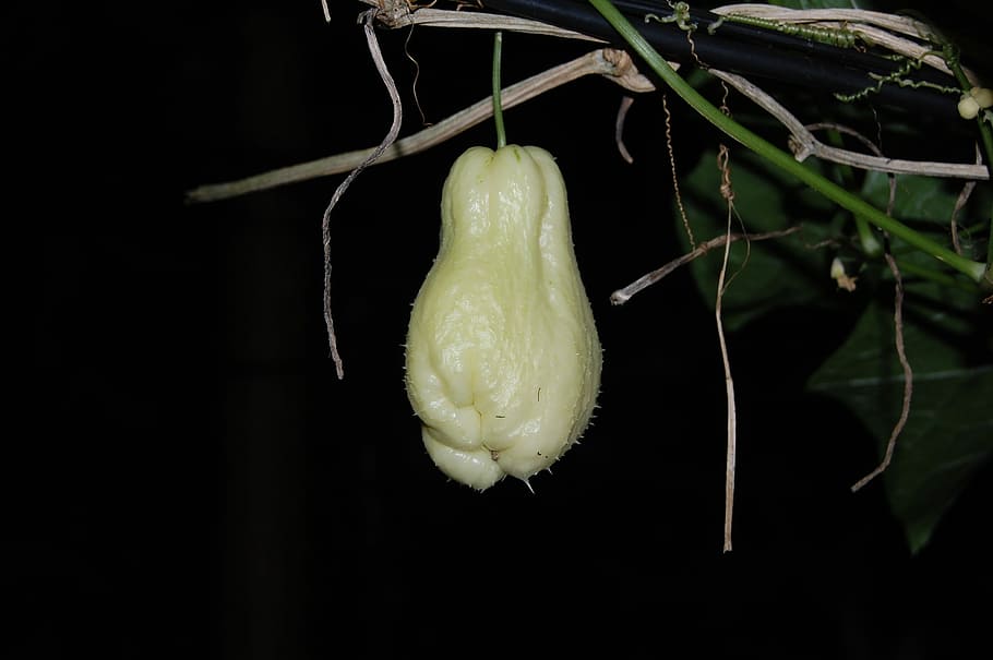fruita, verdures, chayote, vegetals, menjar i beguda, alimentació saludable, frescor, menjar, fons negre, primer pla, planta, cap gent, centrar-se en primer pla, penjant, creixement, color verd, naturalesa, flor, part de la planta, tir de l'estudi, planta amb flors, benestar, tija de la planta, sepal, 2K
