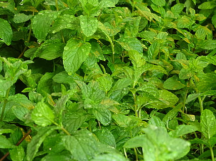 Mennica, ogrodnik, makro, zielony kolor, część rośliny, liść, pełna ramka, roślina, wzrost, tła, jedzenie i picie, świeżość, Natura, jedzenie, dzień, piękno natury, żadnych ludzi, listowie, pole, bujne liście, ziele, wylądować, warzywo, na dworze, odchodzi, 5K, CC0, domena publiczna, darmowe zdjęcia