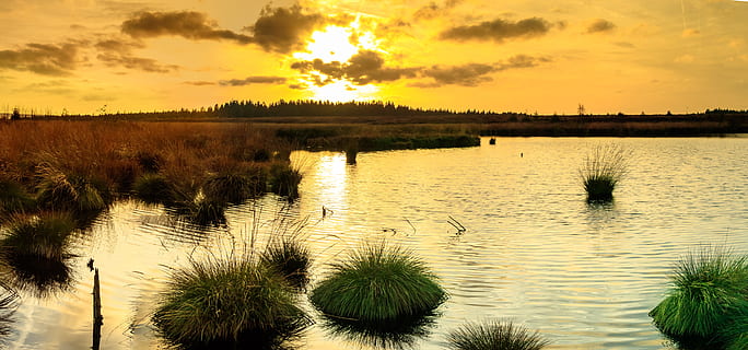 posta de sol, amarrar, Veen, Bèlgica, eifel, humor, reserva natural, pantà, abendstimmung, paisatge, zones humides, fens alt, Moorland, pantanós, cel, aigua, planta, bellesa a la natura, escenics - natura, reflexió, núvol - cel, tranquil·litat, llac, naturalesa, arbre, escena tranquil·la, cap gent, llum solar, a l'aire lliure, creixement, Palmera, 5K, CC0, domini públic, lliure de regalies